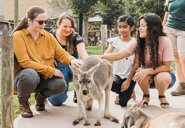 Macropod Kangaroo Experience
