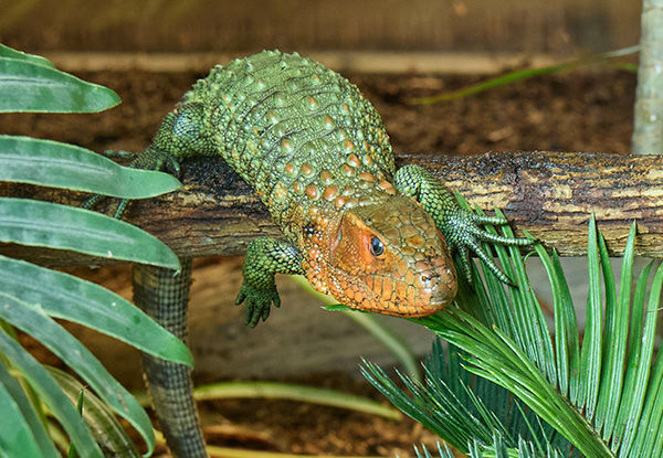 Northern Caiman Lizard