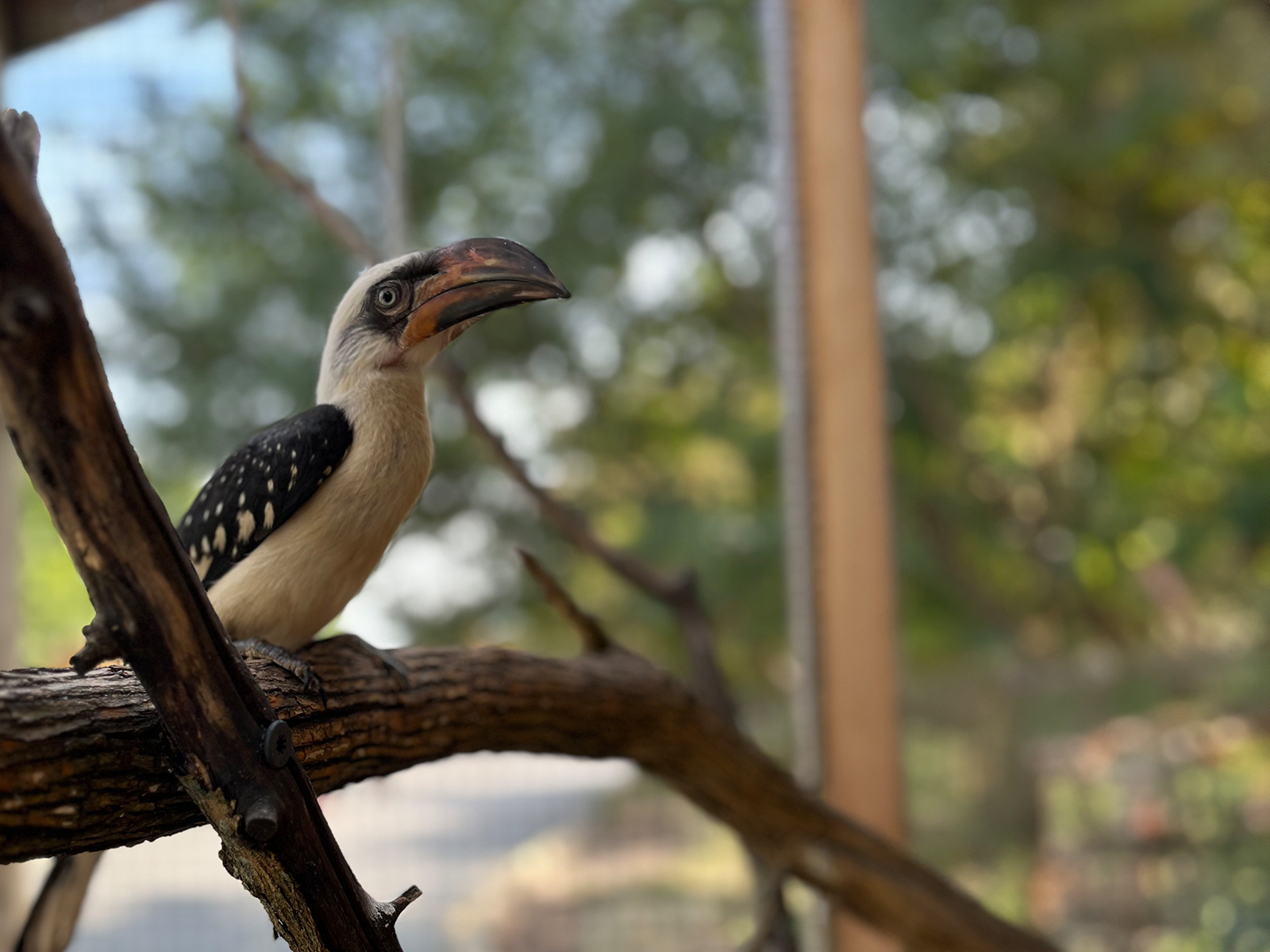 Von der Decken’s Hornbill