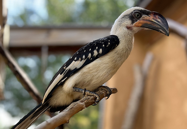 Von der Decken’s Hornbill